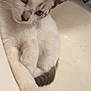 Meadow is registered to the contest to win money with this photo: animal, blue_eyes, cat, close_up, curious, cute, domestic, ears, feline, fur, indoor, mammal, paws, pet, relaxed, resting, sink, tabby, whiskers, white_fur