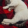 Meadow is registered to the contest to win money with this photo: animal, black, blanket, cat, closeup, comfort, cozy, cute, feline, fur, indoor, nap, paw, pet, red, relaxed, resting, sleeping, soft, striped_tail