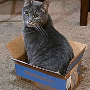 Nubs is registered to the contest to win money with this photo: animal, box, cardboard_box, carpet, cat, cozy, curious, cute, domestic_cat, ears, feline, floor, furry, gray_cat, household, indoor, looking_away, pet, sitting, whiskers