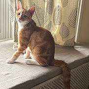 Harry is registered to the contest to win money with this photo: cat, ginger_cat, white_paws, window_seat, curtain, indoor, pet, feline, cushion, natural_light, cozy, resting, animal, domestic_cat, tail, ears, fur, looking, side_view, household