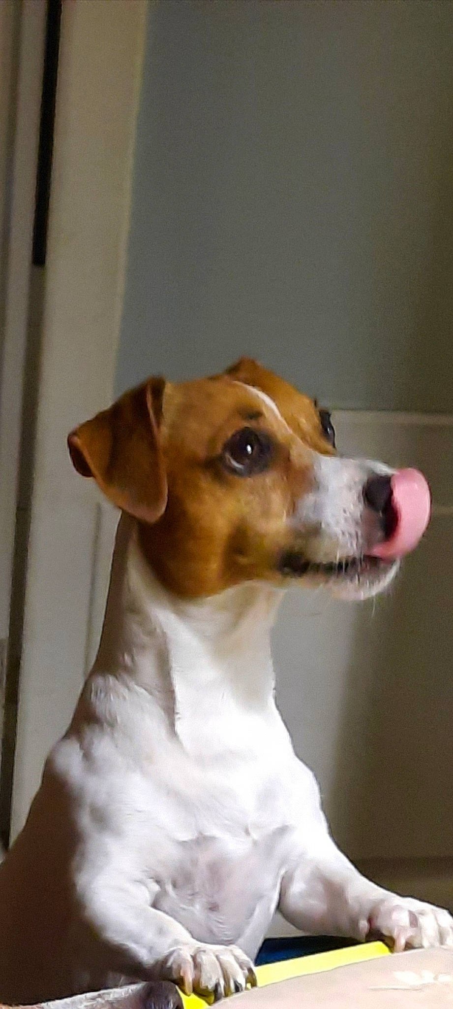 Junior a rejoint le concours — aidez-le/la à gagner de superbes lots ! ancient_dog_breeds, carnivore, collar, companion_dog, dog, dog_breed, dog_collar, fawn, fur, hound, hunting_dog, irishjacks, sighthound, snout, sporting_group, terrestrial_animal, terrier, whiskers, working_animal