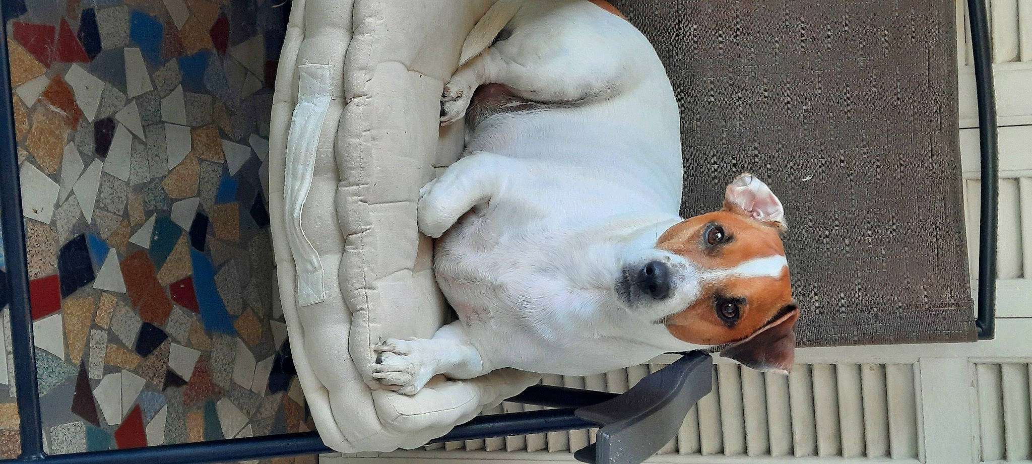 Junior participe au concours pour gagner de l'argent avec cette photo : ancient_dog_breeds, art, canidae, carnivore, collar, companion_dog, dog, dog_breed, dog_collar, dog_supply, fawn, hound, non_sporting_group, sculpture, snout, sporting_group, statue, tail, working_animal