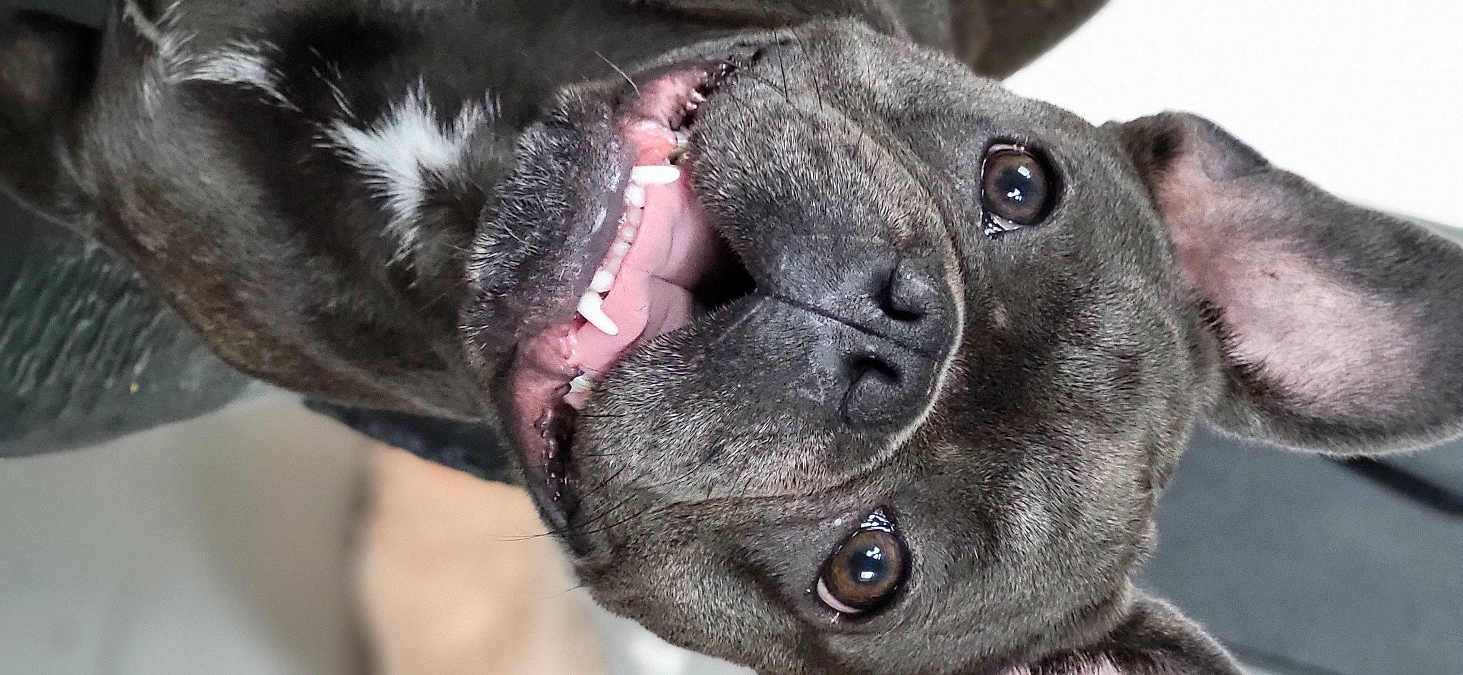 Gladys participe au concours pour gagner de l'argent avec cette photo : canidae, carnivore, close_up, collar, companion_dog, dog, dog_breed, dog_collar, ear, eye, fawn, guard_dog, molosser, non_sporting_group, snout, sporting_group, terrestrial_animal, whiskers, wildlife, working_animal
