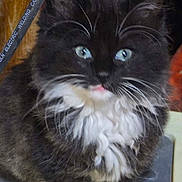 Billie is registered to the contest to win money with this photo: cat, kitten, feline, black_and_white, fluffy_fur, white_whiskers, blue_eyes, paw, portrait, close_up, indoor, electrical_cable, tool, workshop, sitting, curious, pink_tongue, long_hair, pet, cute