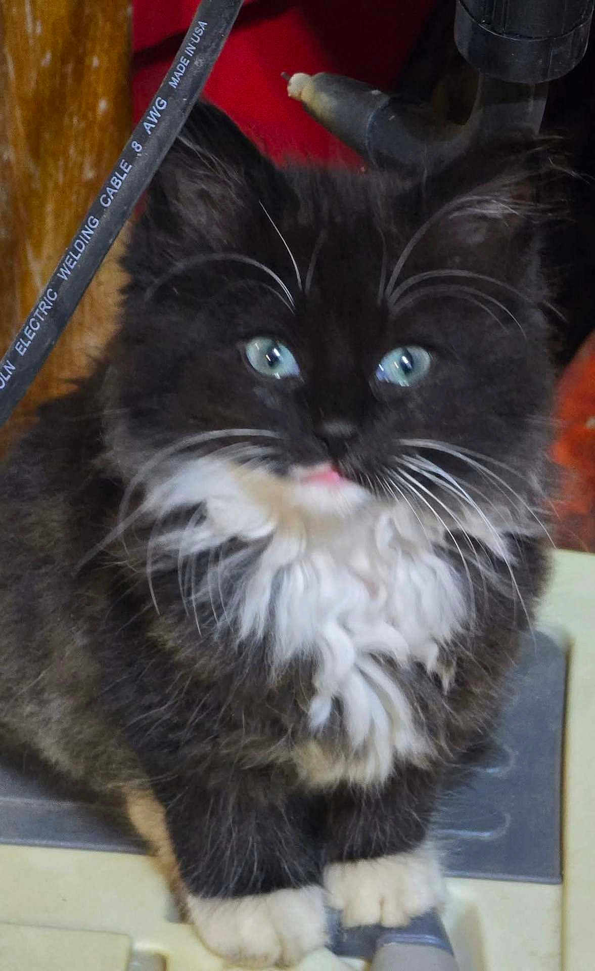 Billie is registered to the contest to win money with this photo: cat, kitten, feline, black_and_white, fluffy_fur, white_whiskers, blue_eyes, paw, portrait, close_up, indoor, electrical_cable, tool, workshop, sitting, curious, pink_tongue, long_hair, pet, cute