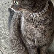 Lyra joined the competition — help win amazing prizes! animal, beaded_collar, calm, cat, collar, cute, domestic_cat, feline, fur, gray_cat, green_eyes, indoor, paws, pet, portrait, quiet, side_view, sitting, whiskers, wooden_floor