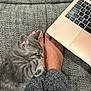 Lyra is registered to the contest to win money with this photo: bare_feet, carpet, casual, cat, closeup, comfort, cozy, feet, feline, gray_cat, home, indoor, knit_pants, laptop, pet, relaxation, resting, sleeping, technology, texture