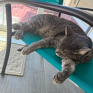 Lyra is registered to the contest to win money with this photo: calm, cat, chair, cozy, ears, feline, gray_tabby, home, indoor, mesh_chair, paw, pet, porch, relaxing, resting, sleeping, sunlight, teal, whiskers, wood_floor