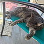 calm, cat, chair, cozy, ears, feline, gray_tabby, home, indoor, mesh_chair, paw, pet, porch, relaxing, resting, sleeping, sunlight, teal, whiskers, wood_floor