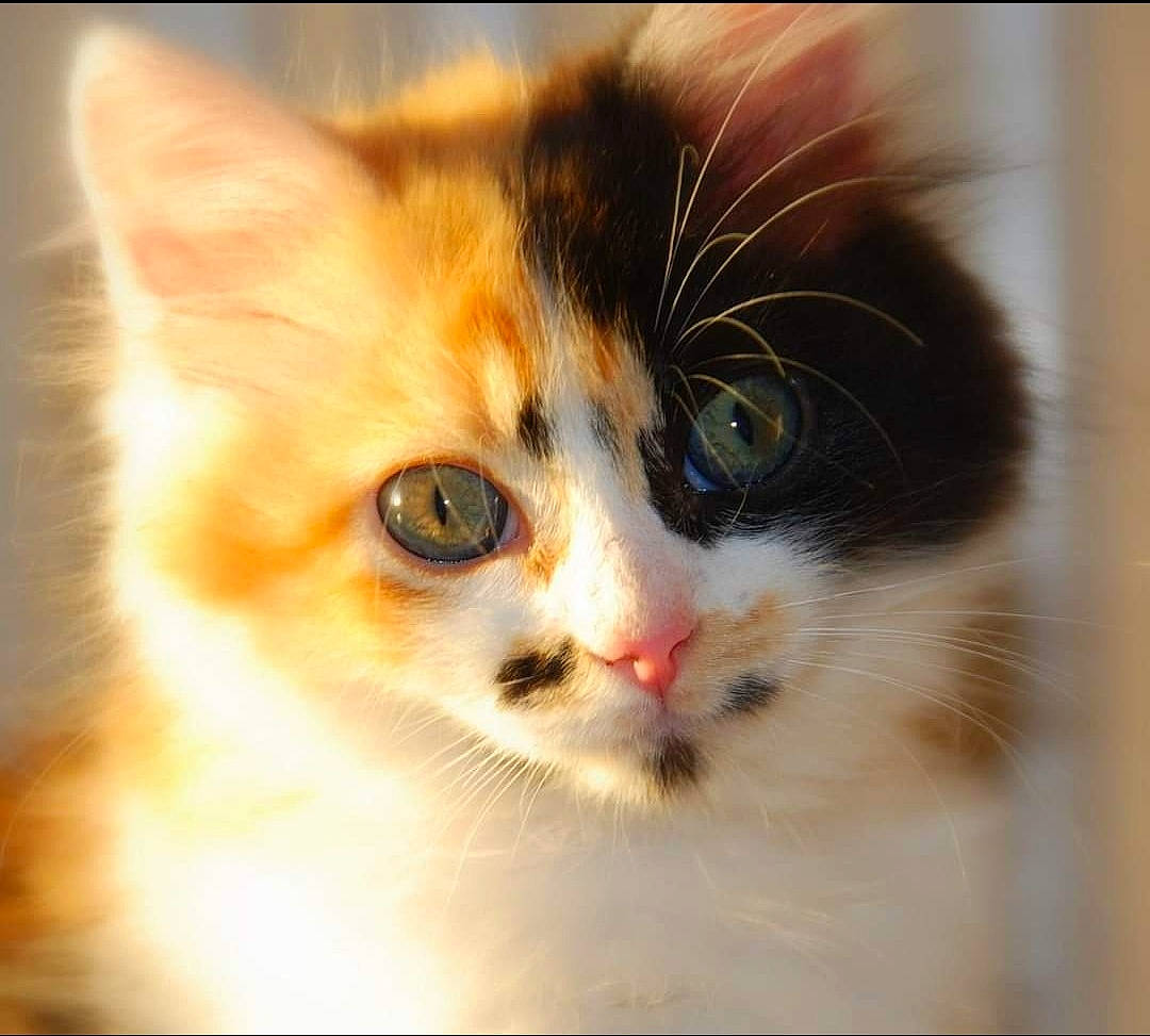 Swan a rejoint le concours — aidez-le/la à gagner de superbes lots ! art, carnivore, cat, domestic_short_haired_cat, felidae, fur, paw, small_to_medium_sized_cats, snout, tail, terrestrial_animal, whiskers, window