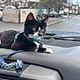 animal, black_and_white, car_interior, cat, curious, dashboard, daytime, harness, indoors, kitten, leash, paper_flowers, pet, rain_drops, road, sitting, street, urban, vehicle, window