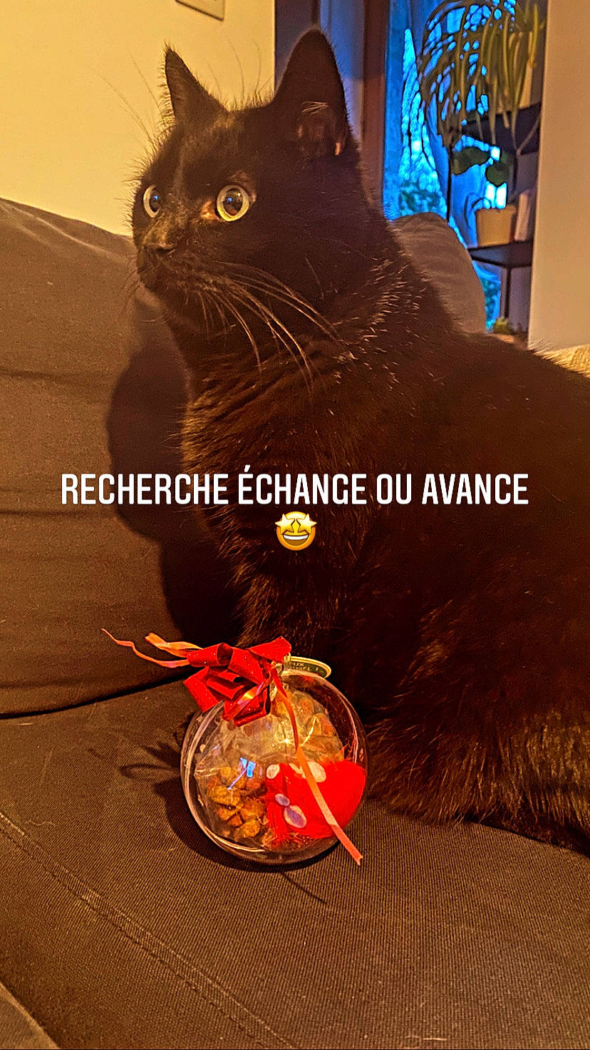 Sacha participe au concours pour gagner de l'argent avec cette photo : amber, art, black_cat, calabaza, carnivore, cat, electric_blue, fashion_accessory, felidae, fur, illustration, logo, orange, photo_caption, pumpkin, small_to_medium_sized_cats, snout, tail, whiskers