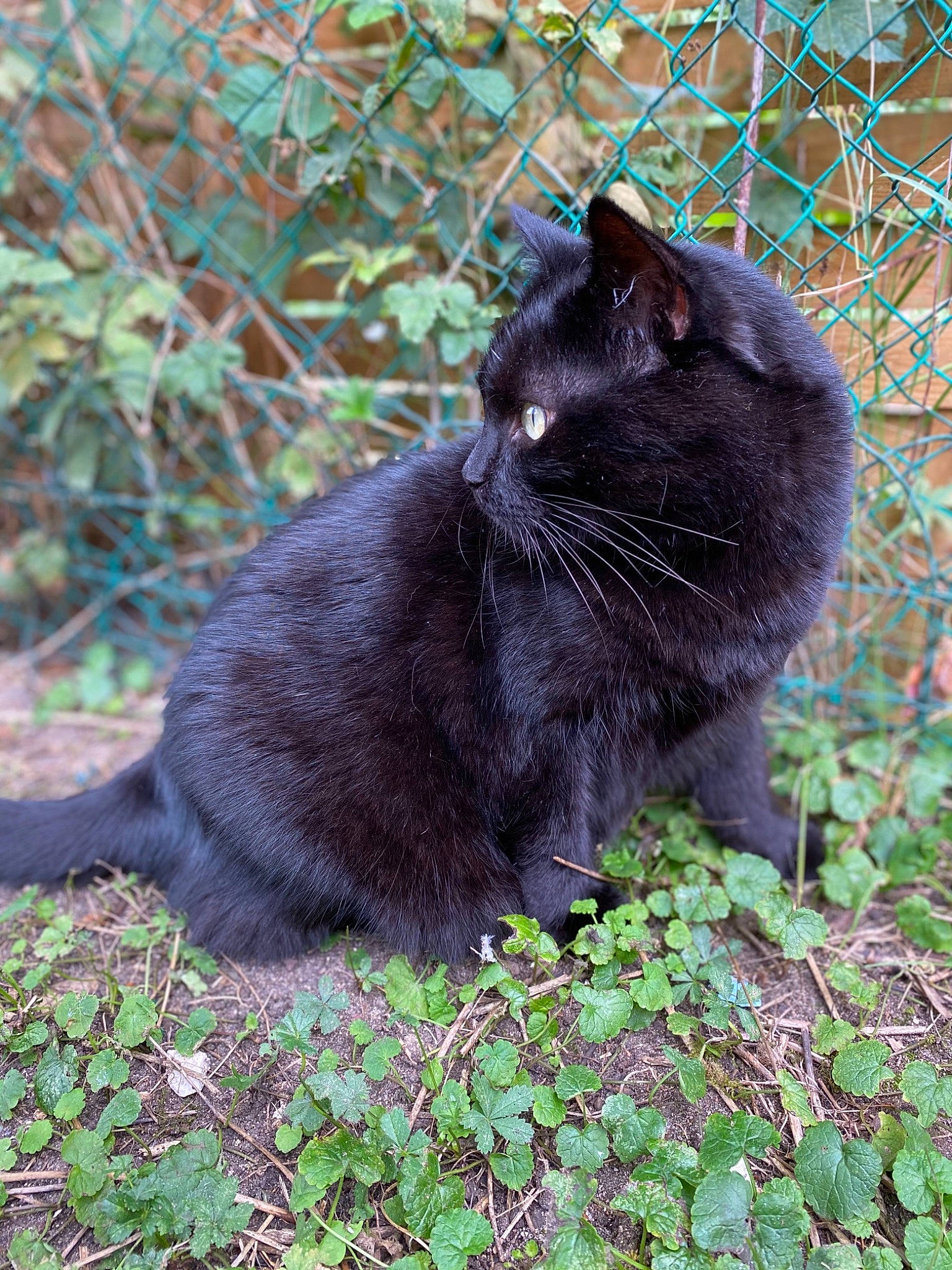 Sacha a rejoint le concours — aidez-le/la à gagner de superbes lots ! black_cat, bombay, botany, carnivore, cat, domestic_short_haired_cat, eye, felidae, fur, grass, groundcover, iris, plant, shrub, small_to_medium_sized_cats, snout, tail, terrestrial_animal, tree, whiskers