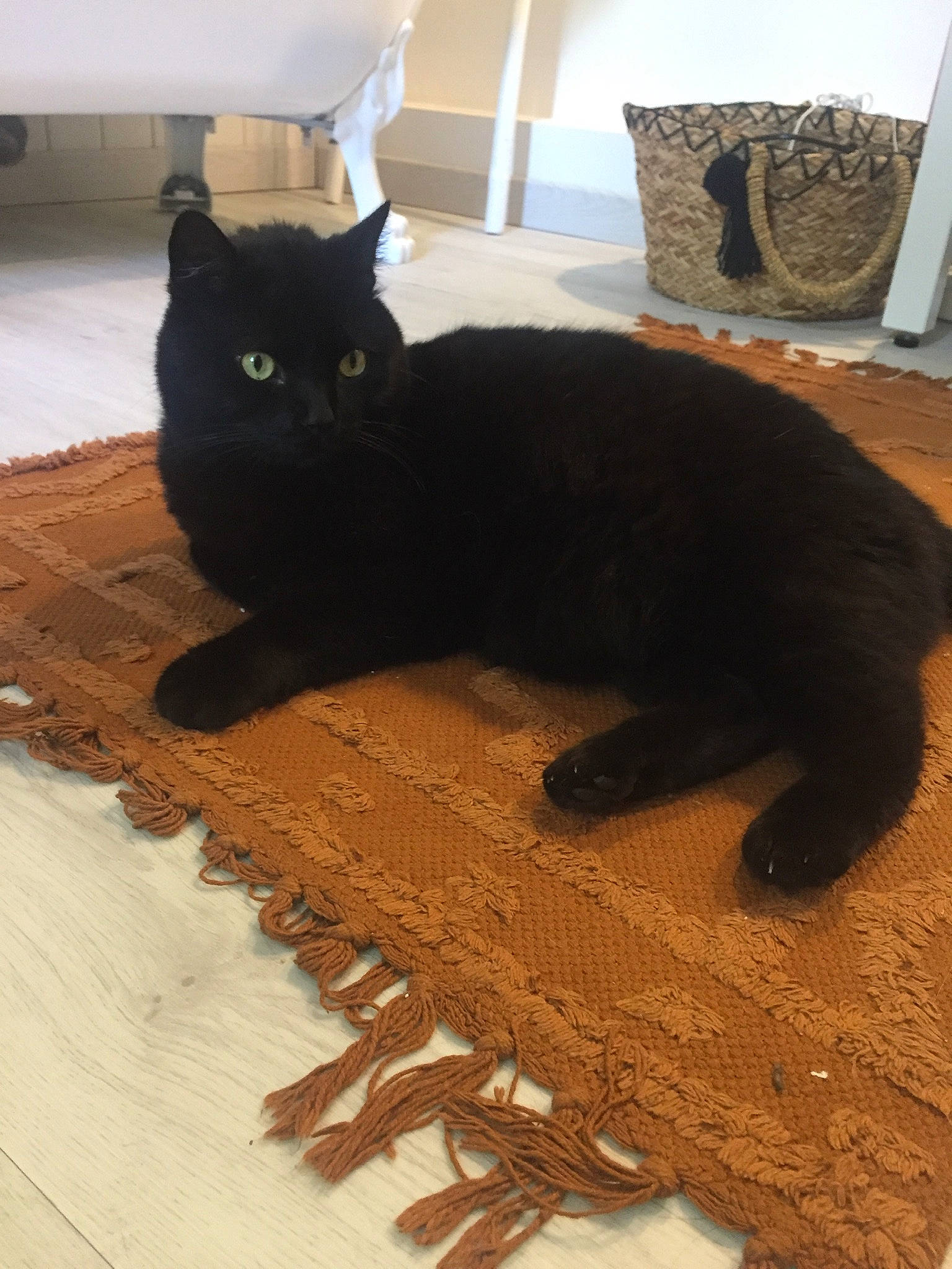 Sacha participe au concours pour gagner de l'argent avec cette photo : black_cat, bombay, brown, carnivore, cat, claw, comfort, domestic_short_haired_cat, felidae, floor, flooring, fur, grey, hardwood, paw, small_to_medium_sized_cats, snout, tail, whiskers, wood