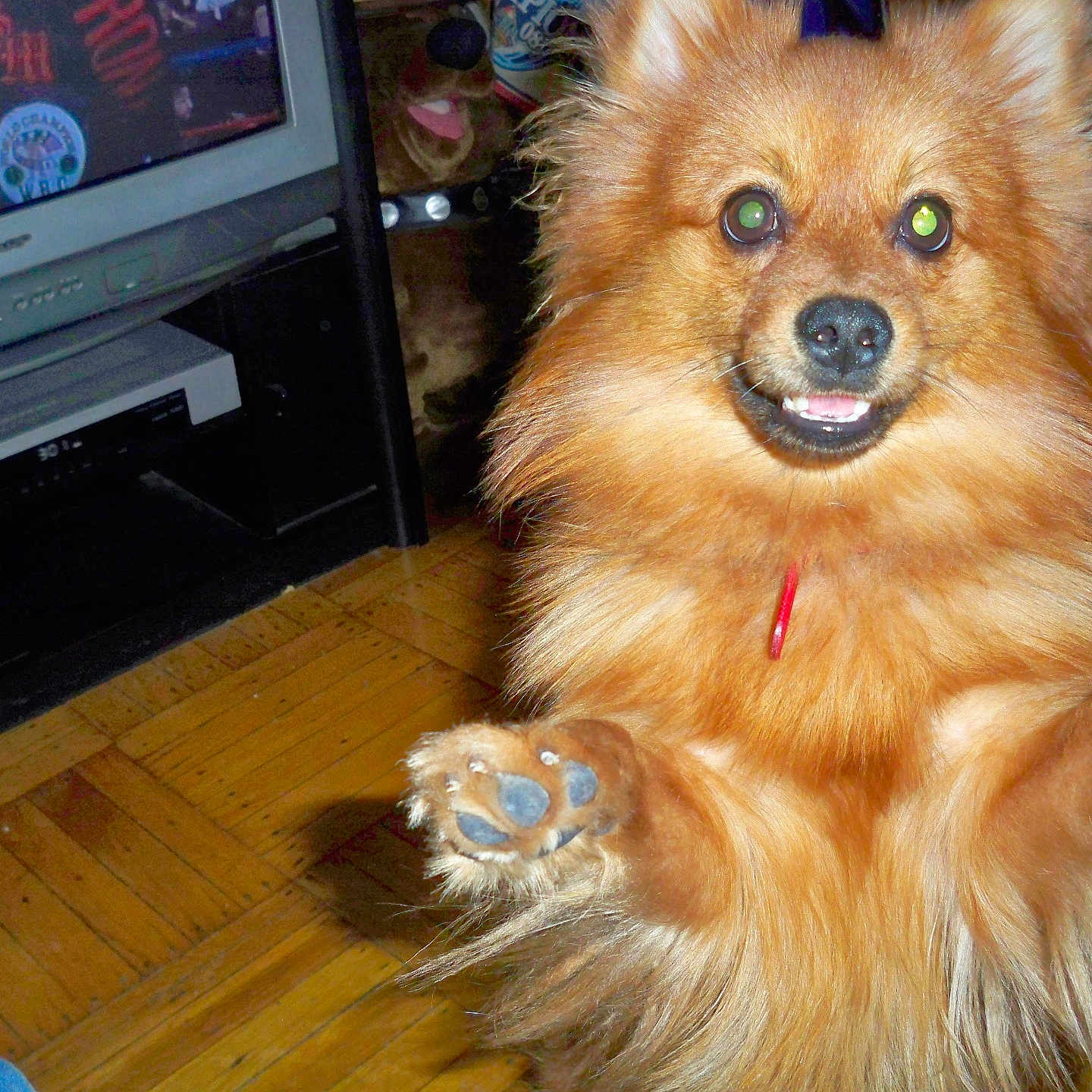 Graham Cracker is registered to the contest to win money with this photo: animal, brown_fur, canine, close_up, collar, cute, dog, domestic_animal, floor, fluffy, furniture, happy, indoor, living_room, paw, pet, playful, smile, television, wood_floor