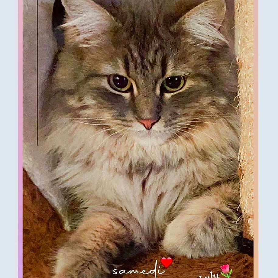 Lulu