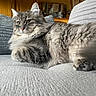 Lulu participe au concours pour gagner de l'argent avec cette photo : cat, fluffy, gray, couch, pillow, indoor, pet, feline, relaxed, fur, home, cozy, texture, animal, resting, portrait, whiskers, ears, paw, living_room