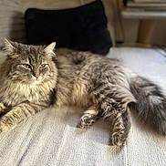 Lulu participe au concours pour gagner de l'argent avec cette photo : cat, fluffy, fur, bed, blanket, pillow, indoor, relaxed, animal, pet, feline, cozy, resting, soft, mammal, whiskers, ears, tail, domestic, cute
