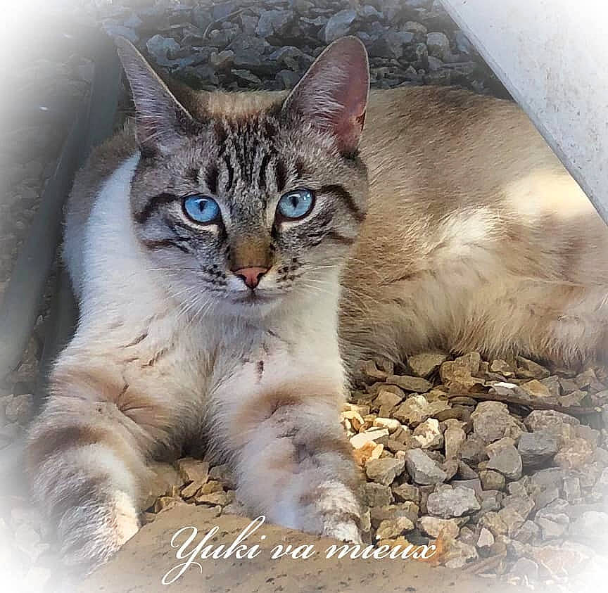 Yuki participe au concours pour gagner de l'argent avec cette photo : carnivore, cat, felidae, fur, paint, paw, pet_supply, photo_caption, photography, small_to_medium_sized_cats, snow, terrestrial_animal, whiskers, wildlife