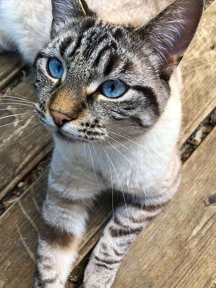 Yuki a rejoint le concours — aidez-le/la à gagner de superbes lots ! carnivore, cat, claw, domestic_short_haired_cat, felidae, fur, grass, small_to_medium_sized_cats, snout, terrestrial_animal, tree, whiskers, wildlife, window, wood
