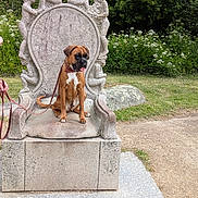 Aimy a rejoint le concours — aidez-le/la à gagner de superbes lots ! dog, boxer, pet, animal, sitting, stone_chair, statue, garden, outdoor, grass, flowers, greenery, leash, collar, brown_dog, white_chest, portrait, park, path, royal_pose