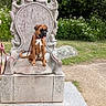 dog, boxer, pet, animal, sitting, stone_chair, statue, garden, outdoor, grass, flowers, greenery, leash, collar, brown_dog, white_chest, portrait, park, path, royal_pose