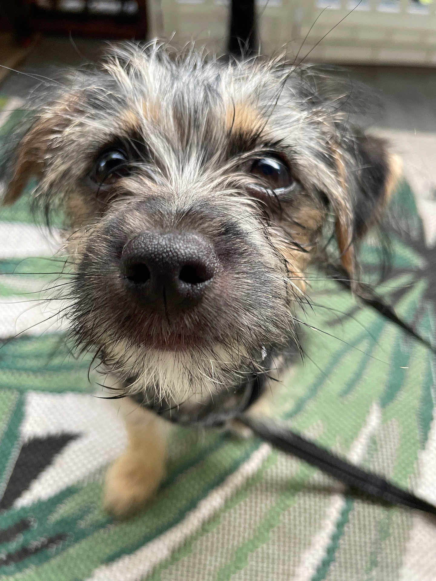 King Charles I joined the competition — help win amazing prizes! puppy, dog, close_up, wet_fur, curious, nose, eyes, scruffy, indoor, pet, animal, leash, floor, patterned_rug, young_dog, whiskers, portrait, cute, furry, small_dog