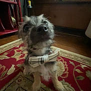 King Charles I joined the competition — help win amazing prizes! dog, bowtie, carpet, indoor, furniture, wooden, pet, animal, curious, small_dog, plaid, patterned, cozy, floor, cute, sitting, looking_up, domestic, companion, blurred
