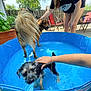 dog, puppy, water, pool, outdoor, summer, pet, person, hand, fence, tree, plant, patio, chair, smile, black_shirt, sunlight, blue, happy, playing