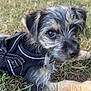 King Charles I is registered to the contest to win money with this photo: puppy, dog, grass, outdoor, pet, animal, closeup, fur, black_harness, young_dog, cute, scruffy, nature, canine, laying_down, eyes, ears, snout, whiskers, daylight