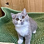 kitten, cat, gray_cat, white_paws, wide_eyes, curious, green_mat, textured_mat, wooden_box, heart_cutouts, pet, indoor, cute, young_cat, feline, small_animal, fluffy, whiskers, soft_fur, playful