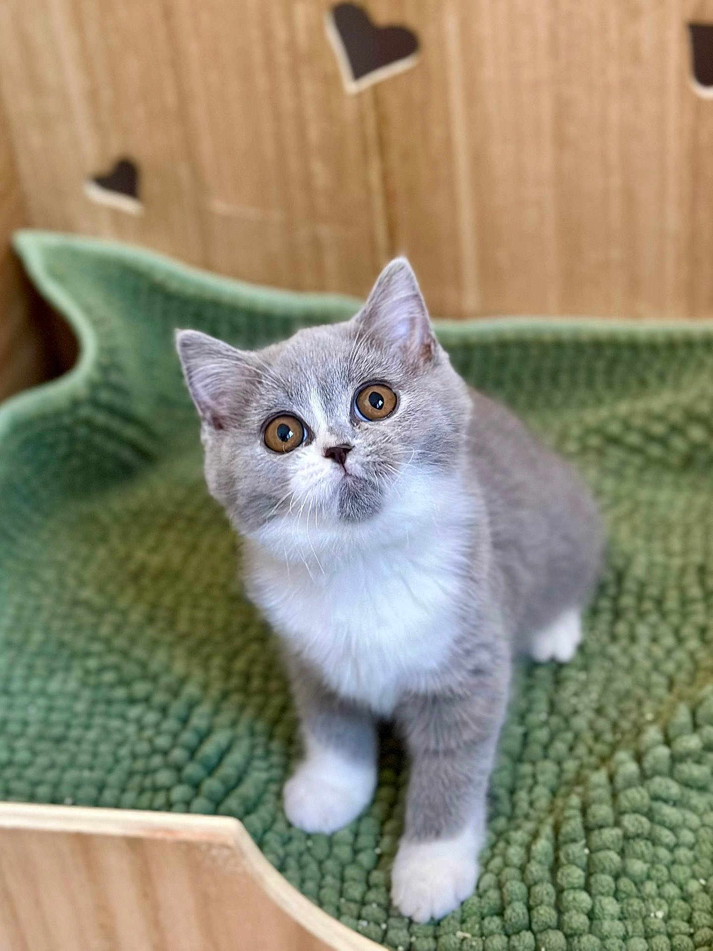 Ava a rejoint le concours — aidez-le/la à gagner de superbes lots ! kitten, cat, gray_cat, white_paws, wide_eyes, curious, green_mat, textured_mat, wooden_box, heart_cutouts, pet, indoor, cute, young_cat, feline, small_animal, fluffy, whiskers, soft_fur, playful
