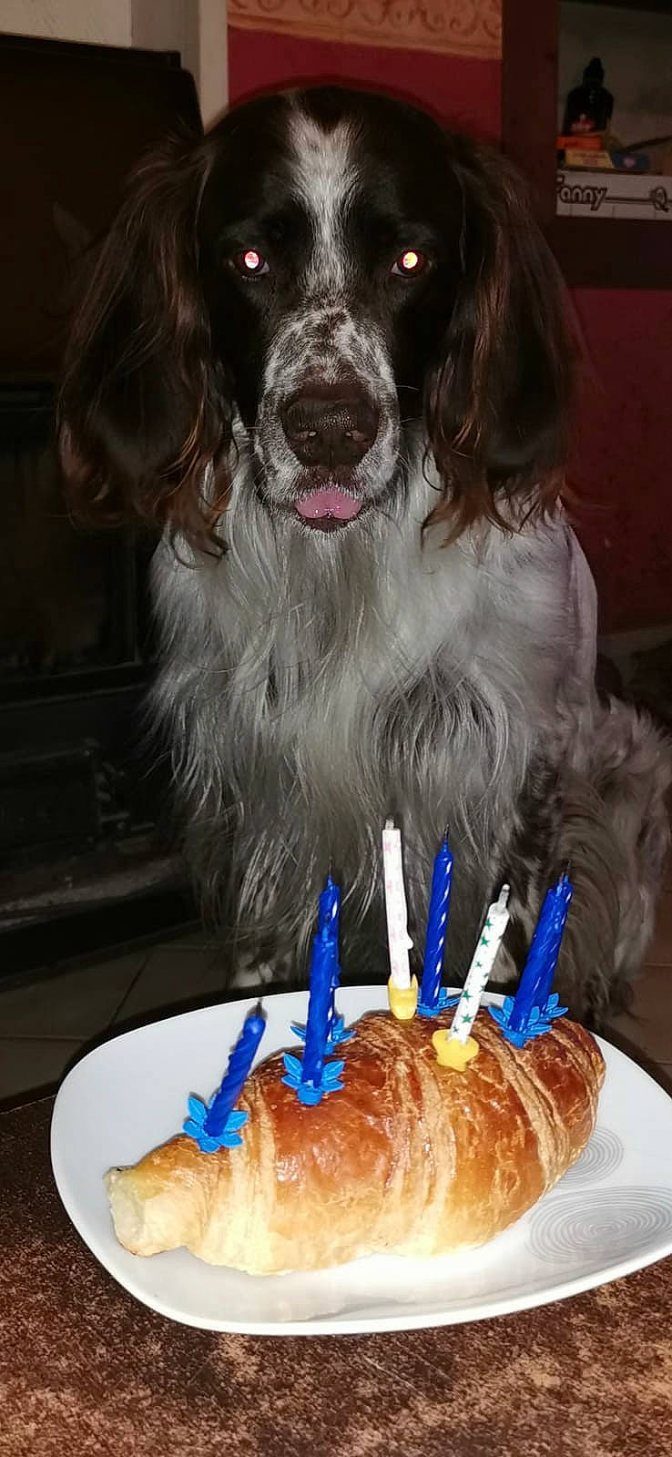 Hunt participe au concours pour gagner de l'argent avec cette photo : baked_goods, birthday_cake, birthday_candle, cake, cake_decorating_supply, candle, carnivore, companion_dog, cuisine, dessert, dish, dog, dog_breed, event, food, ingredient, junk_food, meat, plate, tableware