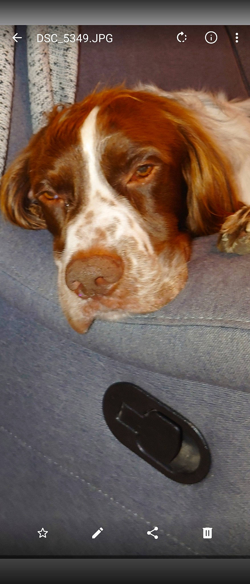 Lévi participe au concours pour gagner de l'argent avec cette photo : canidae, carnivore, companion_dog, dog, dog_breed, fawn, fur, gun_dog, hunting_dog, liver, snout, sporting_group, tennis_ball, welsh_springer_spaniel, whiskers, working_animal