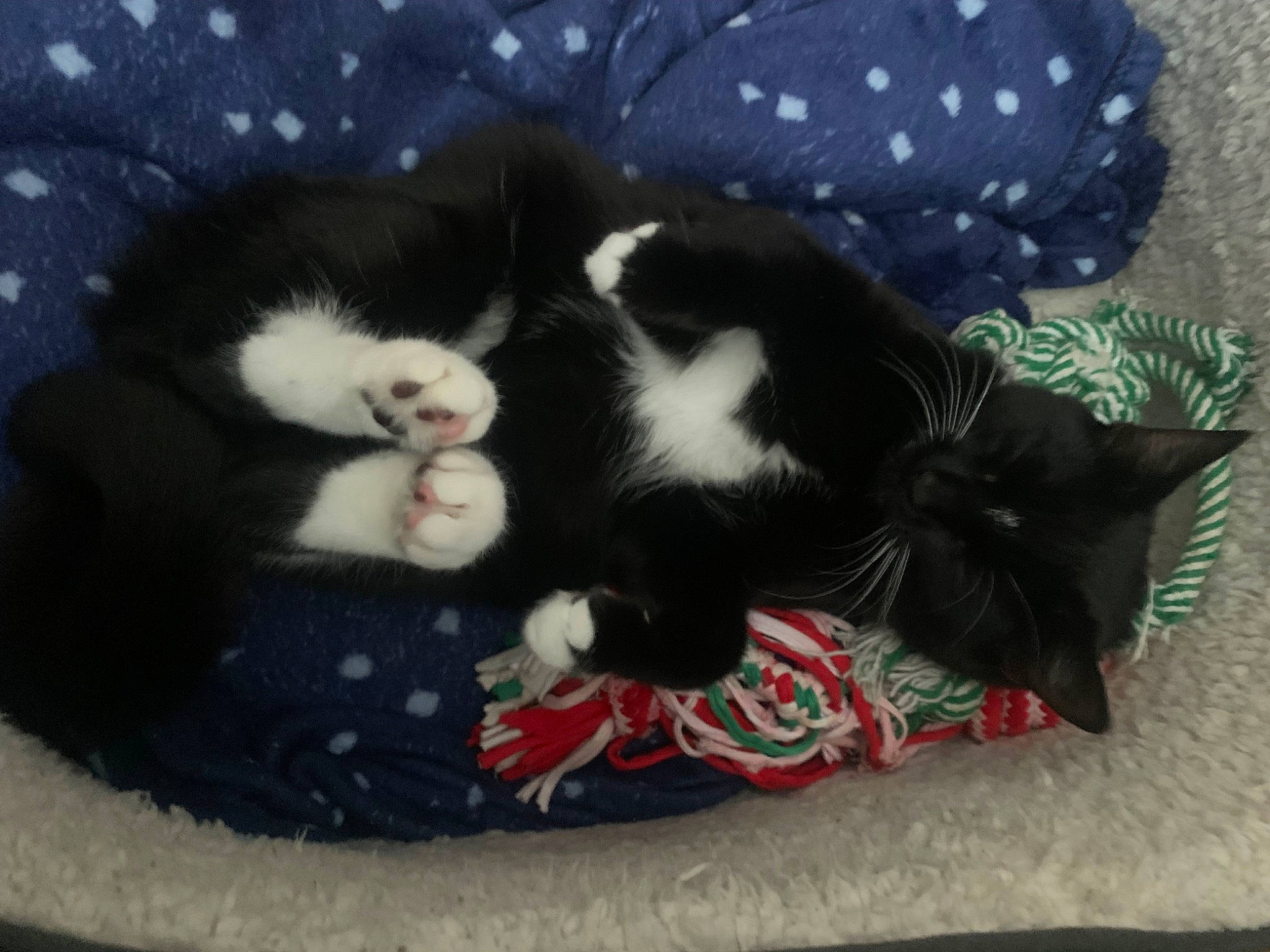 Dotty is registered to the contest to win money with this photo: bag, black_cat, canidae, carmine, carnivore, cat, cat_bed, cat_supply, claw, comfort, domestic_short_haired_cat, felidae, fur, luggage_and_bags, nap, pattern, paw, small_to_medium_sized_cats, tail, whiskers