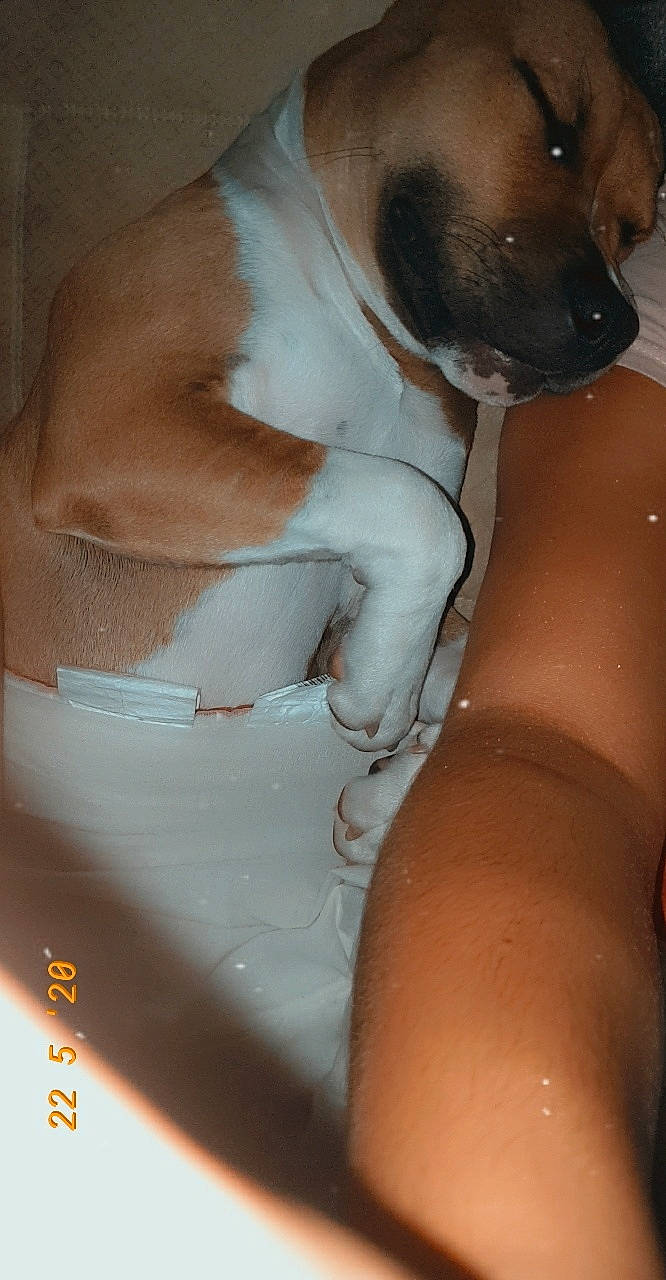 Poggy participe au concours pour gagner de l'argent avec cette photo : canidae, carnivore, dog, dog_breed, fawn