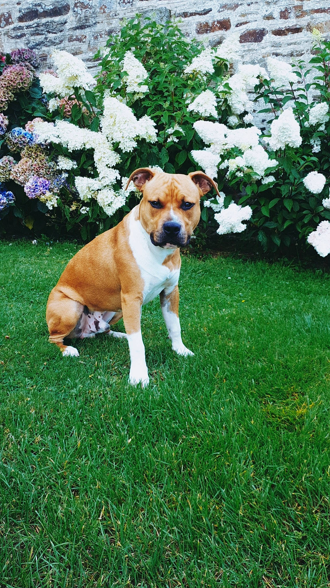 Poggy participe au concours pour gagner de l'argent avec cette photo : american_staffordshire_terrier, australian_bulldog, canidae, carnivore, companion_dog, dog, dog_breed, fawn, grass, mammal, non_sporting_group, plant, plummer_terrier, puppy, rare_breed_dog, snout, sporting_group, staffordshire_bull_terrier, vertebrate