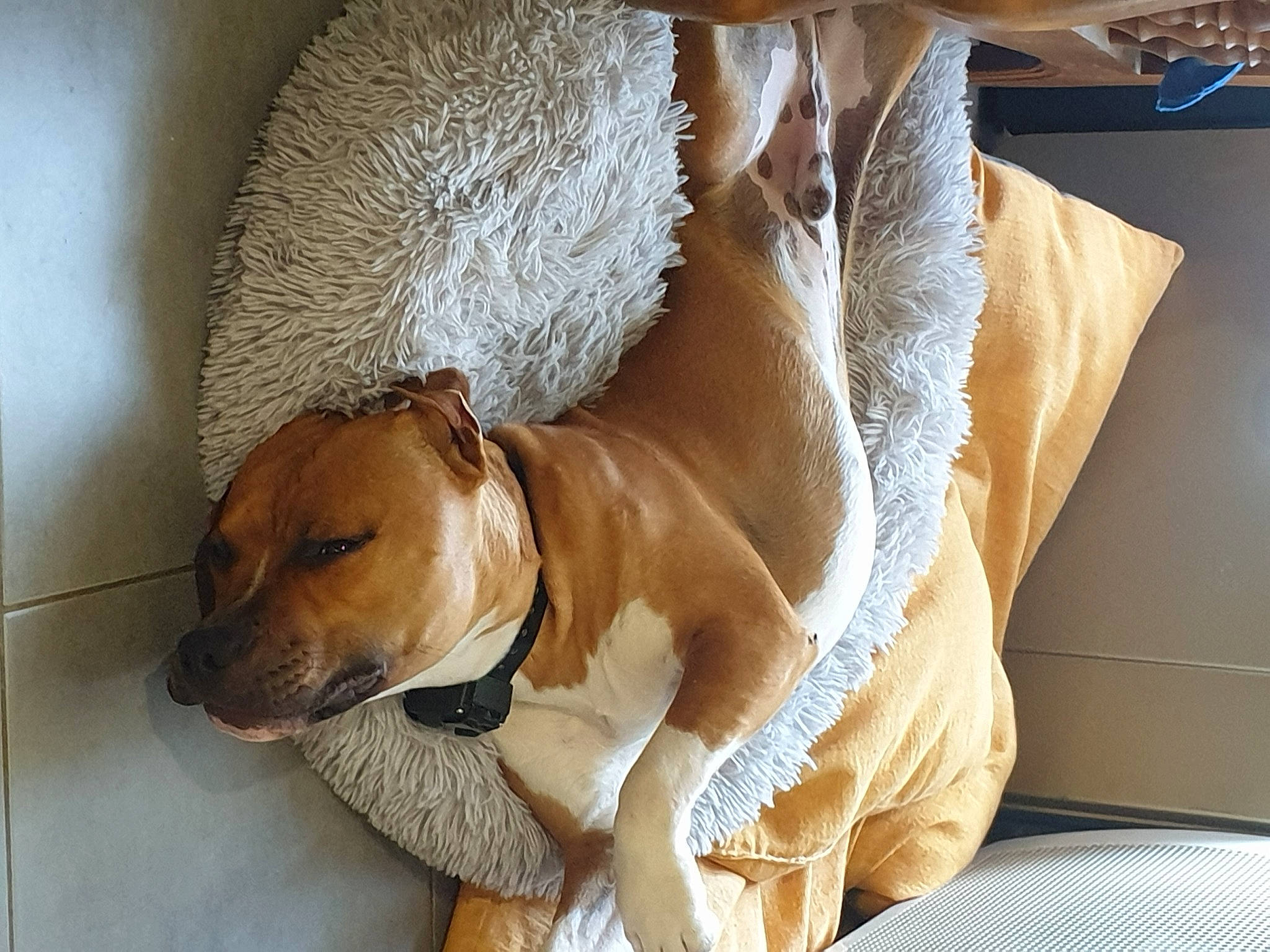 Poggy participe au concours pour gagner de l'argent avec cette photo : black_mouth_cur, broholmer, canidae, carnivore, companion_dog, dog, dog_breed, fawn, mammal, mountain_cur, portuguese_pointer, rhodesian_ridgeback, snout, vertebrate