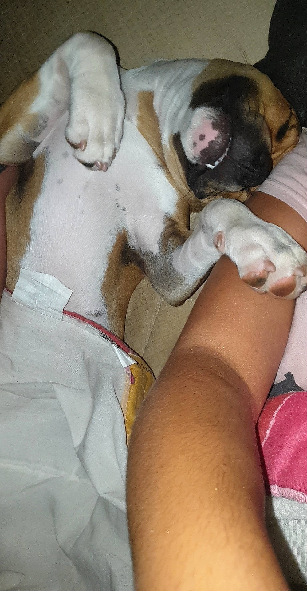 Poggy participe au concours pour gagner de l'argent avec cette photo : american_bulldog, american_pit_bull_terrier, canidae, carnivore, dog, dog_breed, fawn, non_sporting_group, pit_bull, pointer, puppy_love, sporting_group, valley_bulldog