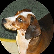 Lilly is registered to the contest to win money with this photo: american_foxhound, beagle, carnivoran, companion_dog, coonhound, dog, dog_breed, dog_like_mammal, ear, english_foxhound, finnish_hound, harrier, hound, pocket_beagle, snout, treeing_walker_coonhound