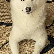 Oslo participe au concours pour gagner de l'argent avec cette photo : animal, beige, black_pattern, blue_eyes, calm, canine, closeup, cute, dog, domestic_animal, floor, fur, husky, indoor, looking, paw, pet, portrait, resting, rug