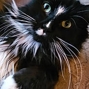 Zipper is registered to the contest to win money with this photo: cat, tuxedo_cat, long_hair, whiskers, close_up, pet, feline, eyes, paw, fur, indoor, blanket, bed, portrait, cute, cozy, curious, black_and_white, textured, relaxed