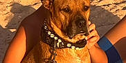 Momo a rejoint le concours — aidez-le/la à gagner de superbes lots ! dog, beach, sand, person, collar, leash, sunlight, blue_shorts, towel, relaxing, outdoor, summer, pet, brown_dog, sitting, casual, vacation, animal, portrait, sunset