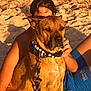 dog, beach, sand, person, collar, leash, sunlight, blue_shorts, towel, relaxing, outdoor, summer, pet, brown_dog, sitting, casual, vacation, animal, portrait, sunset