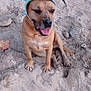 dog, sand, hat, outdoor, animal, pet, canine, beach, playful, sandy, sitting, cute, tongue_out, brown_dog, headwear, nature, smiling, daytime, fun, relaxed
