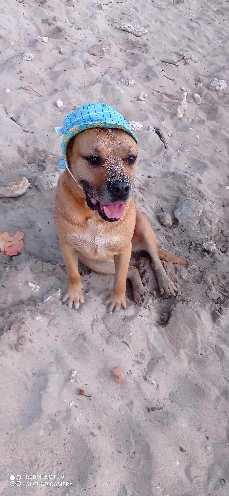 Momo a rejoint le concours — aidez-le/la à gagner de superbes lots ! dog, sand, hat, outdoor, animal, pet, canine, beach, playful, sandy, sitting, cute, tongue_out, brown_dog, headwear, nature, smiling, daytime, fun, relaxed