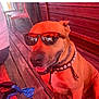 Momo a rejoint le concours — aidez-le/la à gagner de superbes lots ! dog, sunglasses, collar, shell_necklace, wooden_deck, outdoor, pet, happy, smiling, brown_dog, sunlight, shade, leash, tongue_out, summer, relaxed, canine, animal, portrait, casual