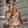 Momo participe au concours pour gagner de l'argent avec cette photo : dog, pet, bed, striped_bedspread, lying_down, relaxed, canine, indoors, animal, paws, fur, ears, tail, cute, funny_pose, domestic_animal, resting, sleeping_area, comfort, casual