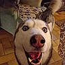 husky, dog, cat, armchair, blanket, paw_prints, indoor, floor_tiles, tail, smiling_dog, pet, animal, fur, happy, wide_eyes, living_room, furniture, curtains, wooden_floor, domestic