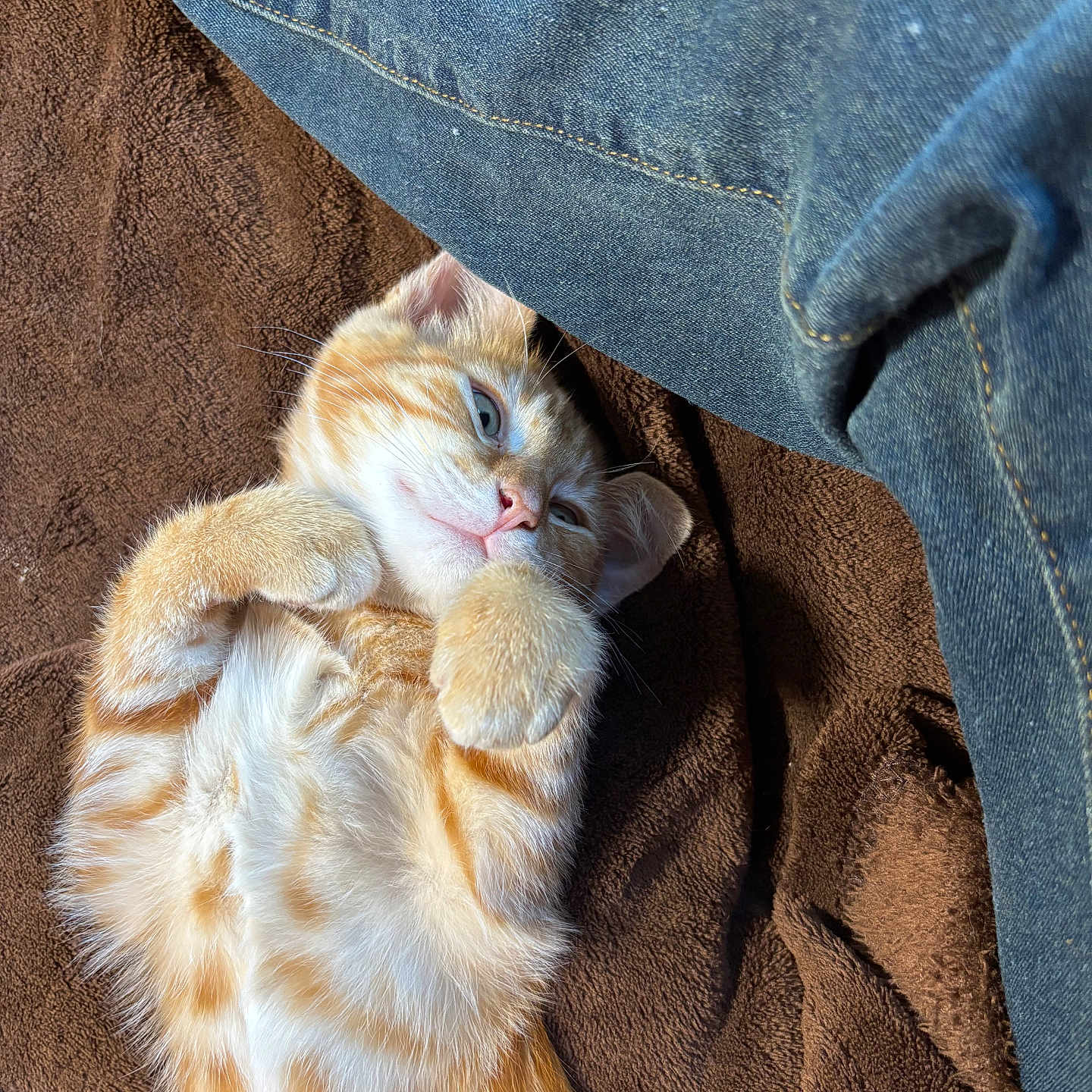 Milo joined the competition — help win amazing prizes! animal, blanket, cat, cozy, cute, denim, fabric, fur, indoor, kitten, lying_down, orange_tabby, paws, pet, relaxing, sleepy, small, soft, tabby, whiskers